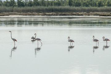 A large group of pink flamingos in the Baiocca pond, Masainas, Italy
