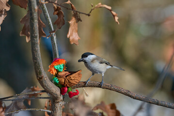 Winter Bird Feeding with Whimsical Toy and Sunflower Seeds on Forest Branch