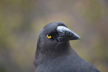 Raven crow bird