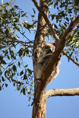 Koala and baby in eucalyptus tree