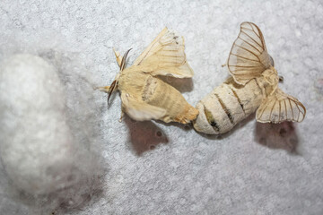 Two silk moths are mating next to their cocoon on a white background, in a close up image that highlights the beauty and delicacy of these insects