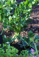 Closeup of Celeriac growing in Autumn, Northamptonshire England
