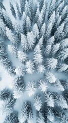 Snow-covered forest with tall pine trees