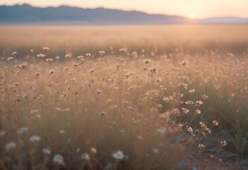 Obraz premium Dried brown wildflowers or weeds in a field against a hazy, pastel-colored sky