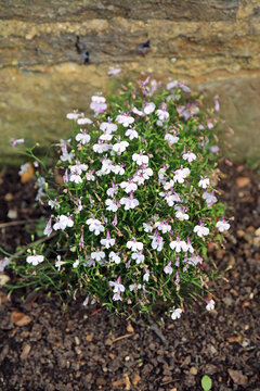 Patch of Trailing Lobelia, Northamptonshire England
