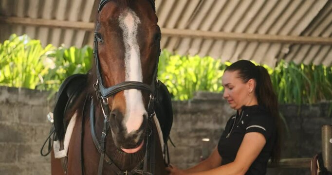 A young woman in a horse uniform saddles a brown horse in an open barn. She throws the saddle on the horse's back and prepares for a ride. Horseback riding training, preparing a horse.
