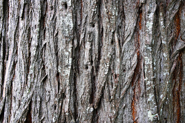 Beautiful bark stripes close-up.For branding,calendar,postcard,screensaver,wallpaper,poster,banner,cover,website.High quality photo,resolution