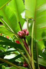 petites bananes