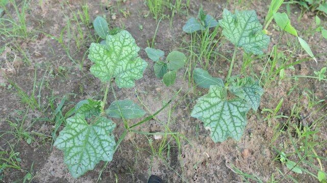 Sponge gourd plant. Its other names Luffa cylindrica, the&nbsp;sponge gourd,&nbsp;Egyptian cucumber&nbsp;or&nbsp;Vietnamese luffa. It is an&nbsp;annual&nbsp;species of&nbsp;vine&nbsp;cultivated for its fruit.
