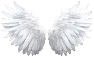 Obraz premium White wings on transparent background