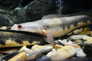 The Pla Chon Kha Luang, or Governor’s Snakehead Fish, is a freshwater fish species native to...