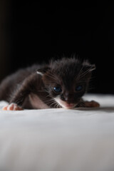 Adorable Newborn Kitten's First Glimpse of the World