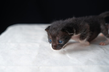Adorable Newborn Kitten's First Glimpse of the World