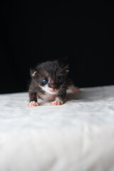 Adorable Newborn Kitten's First Glimpse of the World