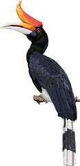 Vector illustration of a male Rhinoceros Hornbill perched on a branch