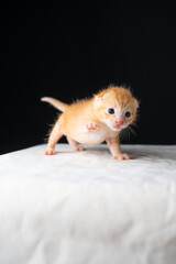 Adorable Newborn Kitten's First Glimpse of the World