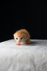 Adorable Newborn Kitten's First Glimpse of the World
