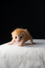 Adorable Newborn Kitten's First Glimpse of the World