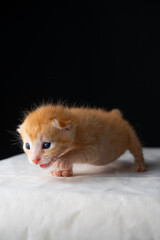 Adorable Newborn Kitten's First Glimpse of the World