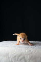 Adorable Newborn Kitten's First Glimpse of the World
