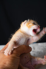 Adorable Newborn Kitten's First Glimpse of the World