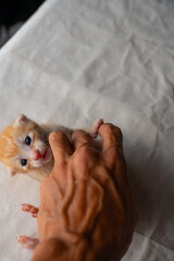 Adorable Newborn Kitten's First Glimpse of the World
