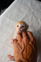 Adorable Newborn Kitten's First Glimpse of the World