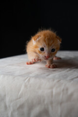 Adorable Newborn Kitten's First Glimpse of the World