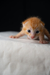 Adorable Newborn Kitten's First Glimpse of the World
