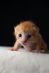 Adorable Newborn Kitten's First Glimpse of the World