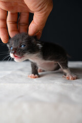 Adorable Newborn Kitten's First Glimpse of the World