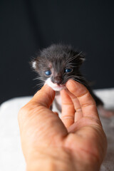 Adorable Newborn Kitten's First Glimpse of the World