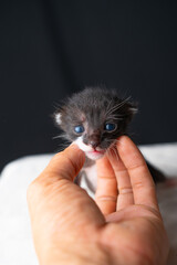 Adorable Newborn Kitten's First Glimpse of the World
