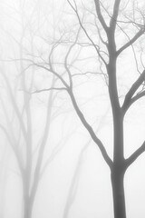 Silhouettes of trees stand tall in a thick fog, creating a mystical and ethereal atmosphere.