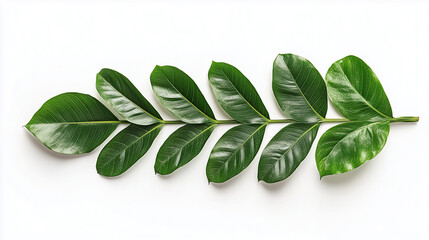 Obraz premium A branch with vibrant green leaves lays flat against a white background.