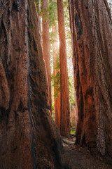 Sequoia gigants