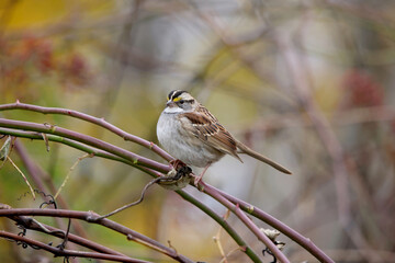 White-throated sparrow Zonotrichia albicollis perched on a vine with beautiful autumn colors in the background