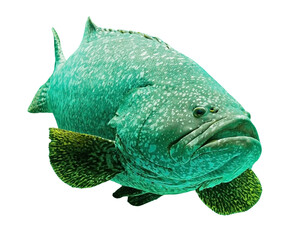 fish isolated to PNG file