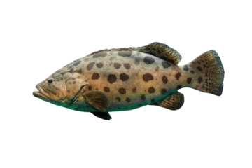 fish isolated to PNG file