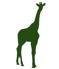 Giraffe silhouette on a white background.