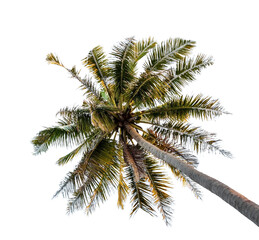 coconut palm tree isolated on white