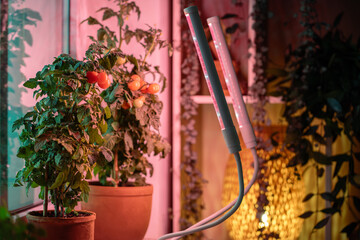 Homegrown potted tomato cherry under phyto lamp on windowsill at home, growing vegetable in winter...