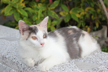 A cat with white and brown fur