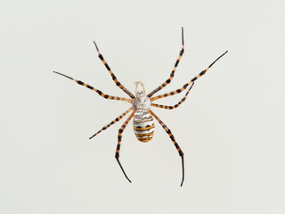 Banded Garden Spider in a white background. Argiope trifasciata. 