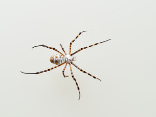 Banded Garden Spider in a white background. Argiope trifasciata. 