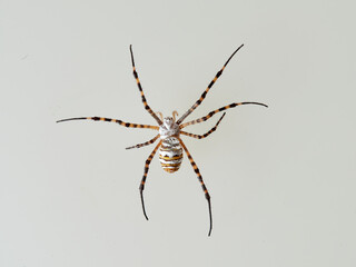 Banded Garden Spider in a white background. Argiope trifasciata. 