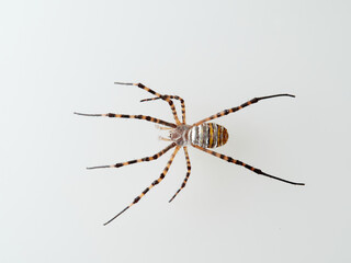 Banded Garden Spider in a white background. Argiope trifasciata. 