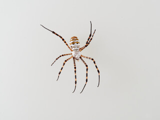 Banded Garden Spider in a white background. Argiope trifasciata. 