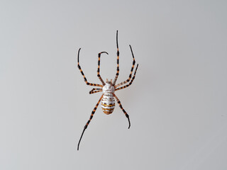 Banded Garden Spider in a white background. Argiope trifasciata. 