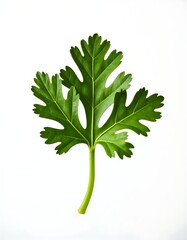 Coriander leaf isolated on white background